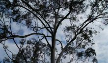 那截理性的树枝