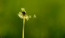蒲公英，一样飞翔