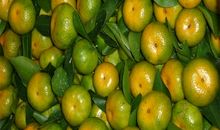 家乡的特产——橘子