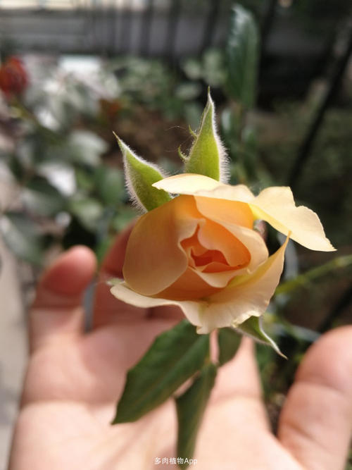 为你的母亲打开一朵花