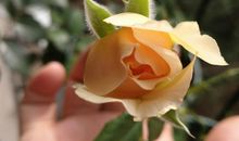 为母亲开一朵花