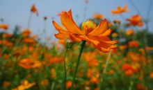 为梦想开一朵花