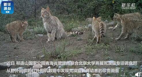 森林的最后一只老虎_600字