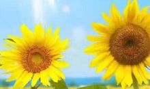 让阳光照进心田