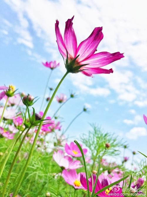 我心中有一朵花。