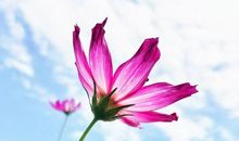 心底有花悄悄开