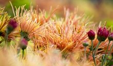 人淡如菊多好_750字