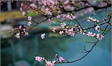 再一次等待花开