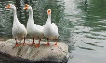 最吸引我的大白鹅