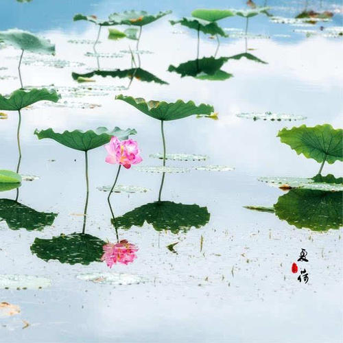 来自泥浆的血