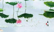 从淤泥中绽出清莲