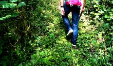 幽静的蔓藤小道