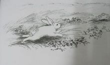 《逃家小兔》读后感