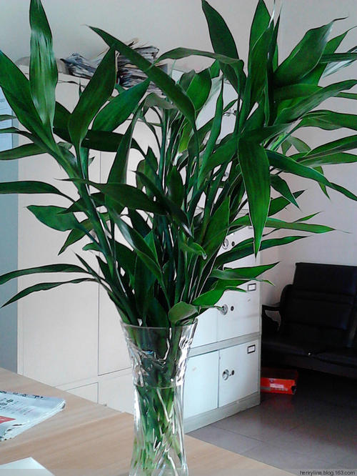 “植物”规则