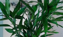 “植物”的规矩