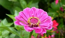 单纯是一剂良药