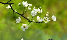 春天在你的笑容里