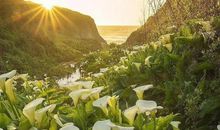 那年，百合花开