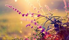 冬日的一缕暖阳