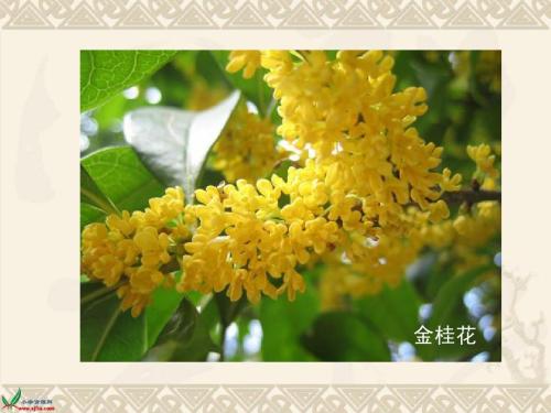 我喜欢秋天的龙眼树