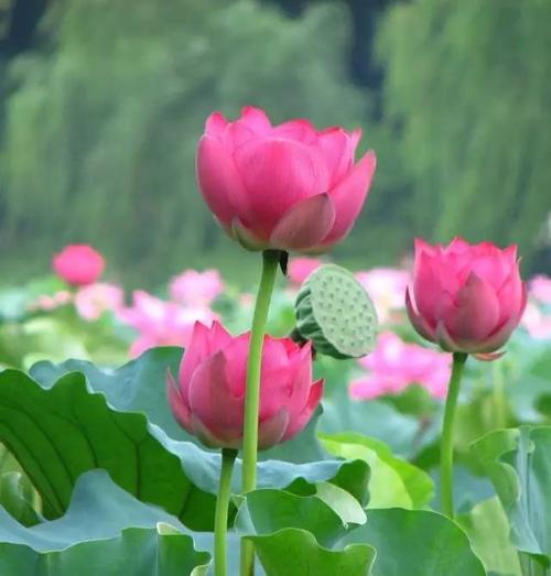 文学花是不同的