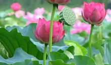 文学的花儿别样红