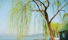 无心插柳，柳树成荫