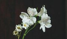 是谁在文言殿堂里轻舞飞扬