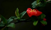 情深似海恩重如山