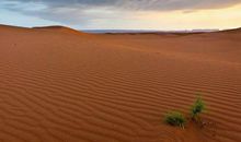 沙漠中的一株草