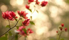 让花开在太阳下