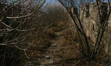 荆棘丛中的彩虹