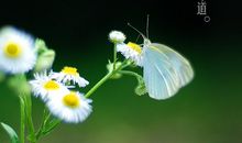 品味初夏的味道