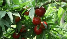 我心中的小桃树