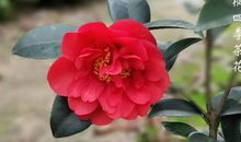 幸福的花儿季季开