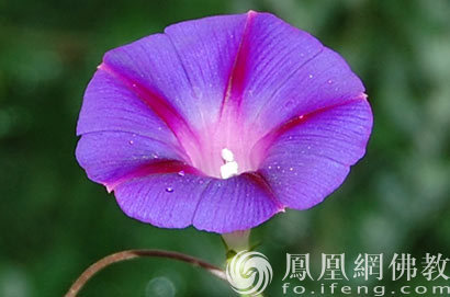 非抱怨花的声音