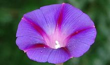 种下一朵无怨的花