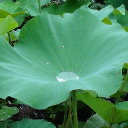 我愿意为你的母亲做很多叶子。
