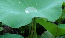 我愿为母亲做一回荷叶