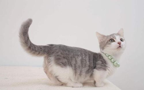 猫用它的尾巴_900字