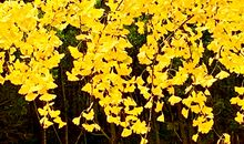 落叶飘零的季节