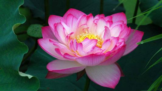 心脏的莲花 - 词