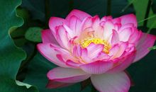 心中盛开的一朵莲花——词