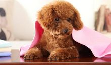 难忘的宠物洗澡记