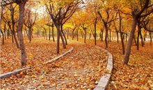 天津的秋天_800字