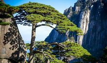 黄山“四绝”_650字