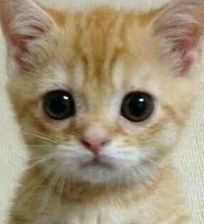 一只猫的梦想