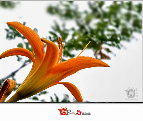 无私的草地