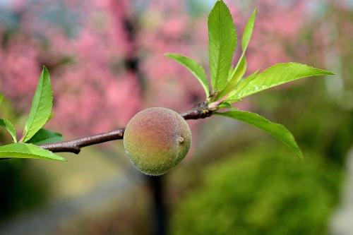 我也是桃花。
