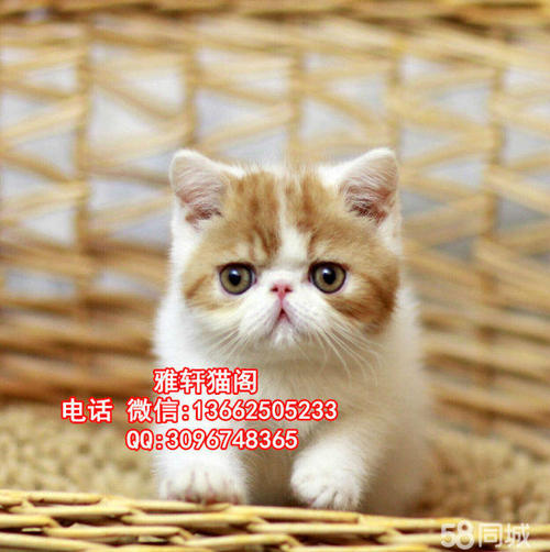 可爱的小狗 - 小圆面包